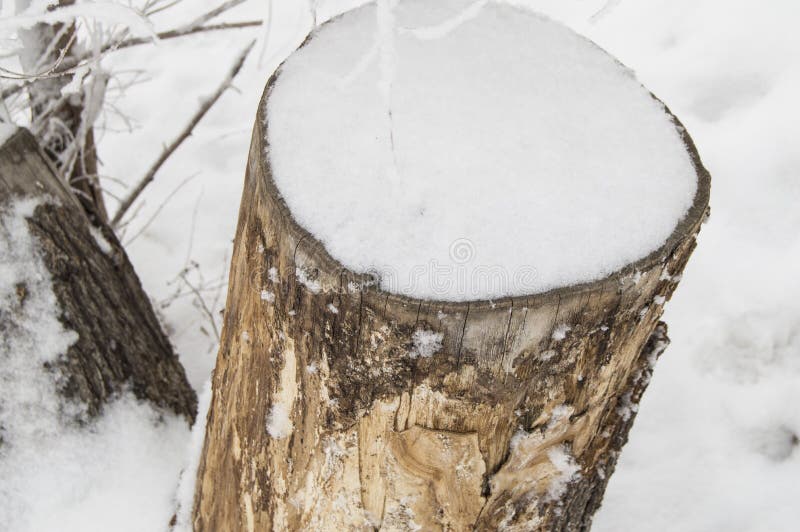 Ancien moignon d'un arbre abattu recouvert de neige, forêt d'hiver, vue du haut photo stock Ancien moignon d'un arbre abattu recouvert de neige, forêt d'hiver, vue du haut photo stock