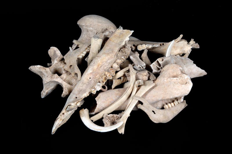 Animal Bones Stock Images - Download 5,607 Royalty Free Photos