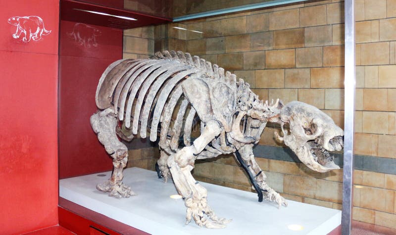 Ancient animal skeleton editorial photo. Image of american - 60124326