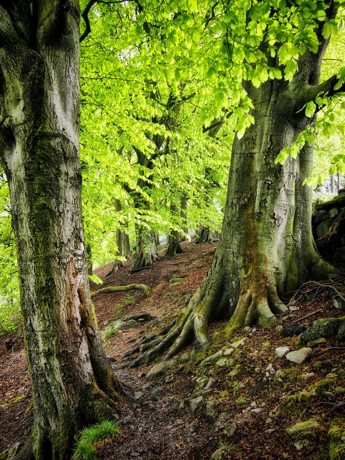 Ancient beech forest with bright green verdant spring leaves with tall trees with moss covered back and roots in yorkshire england