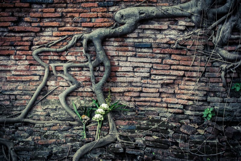 Ancient brick wall with growing banyan tree roots stock image