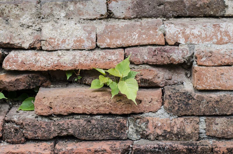 Ancient Brick Wall and Little Tree Stock Photo Image of retro, wall