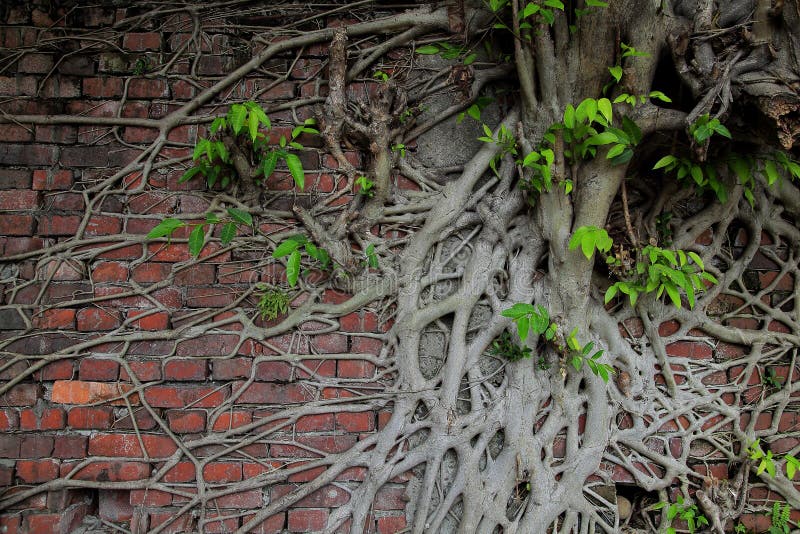 Root of tree covered old brick wall with strong new green life. Root of tree covered old brick wall with strong new green life