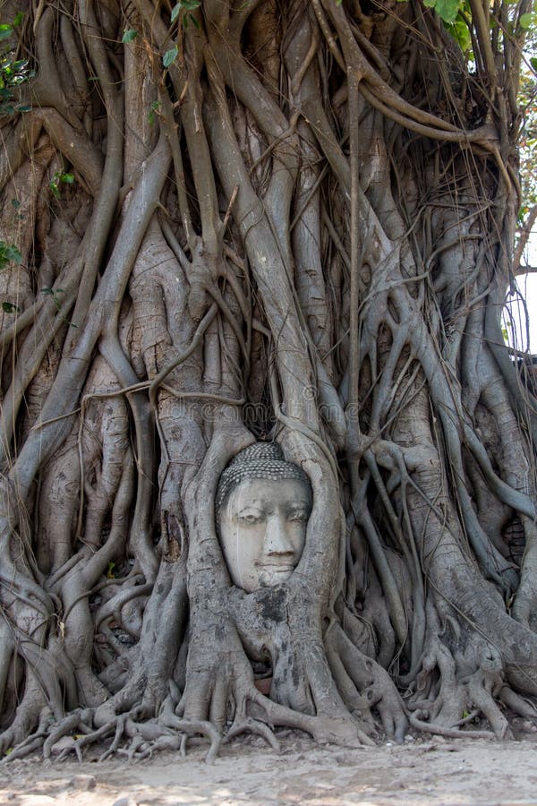 Ancient buddha head embeded in banyan tree from Ayutthaya, Thailand