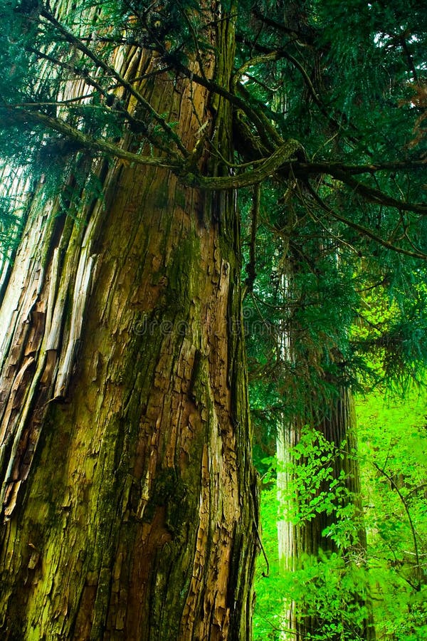 Chráněné cedar stromy podél staré cedar avenue, Hakone, Japonsko.