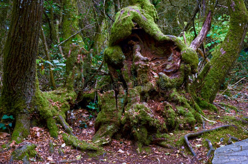 Ancient Dead tree stock image. Image of nature, vegetation 254954489