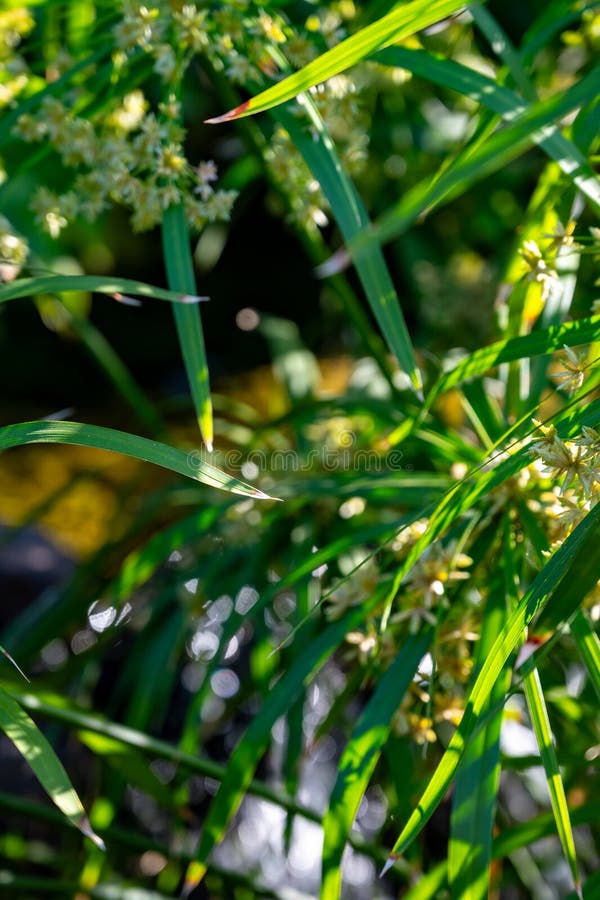 Ancient Flora, Green Papyrus Plant Growing in Water Stock Image Image