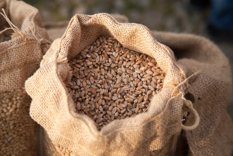 Ancient Grain Original Varieties Italians from Ancient Italy Seeds Stock Photo Image of