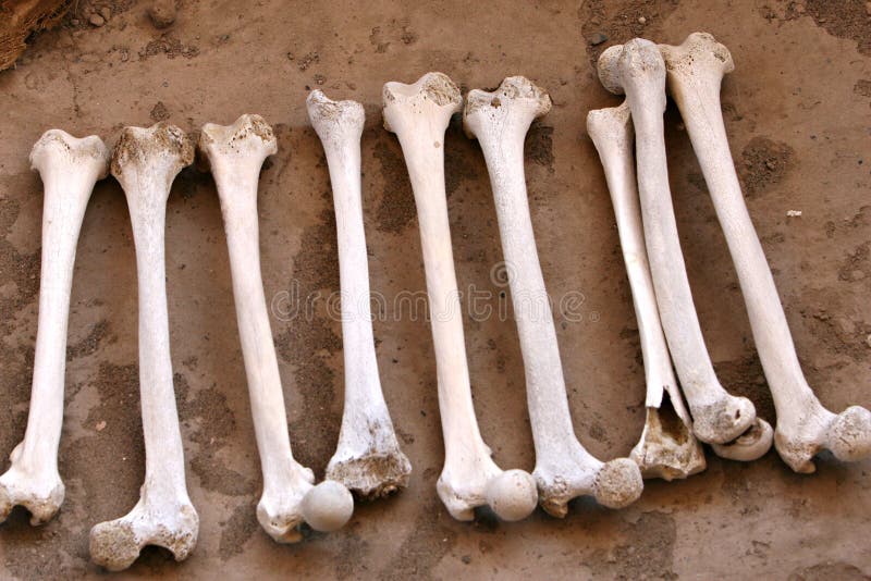 Ancient Human Bones stock image