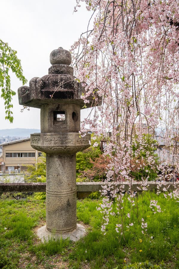 10,970 Cherry Blossom Kyoto Japan Stock Photos - Free 10,970 Cherry Blossom Kyoto Japan Stock Photos - Free