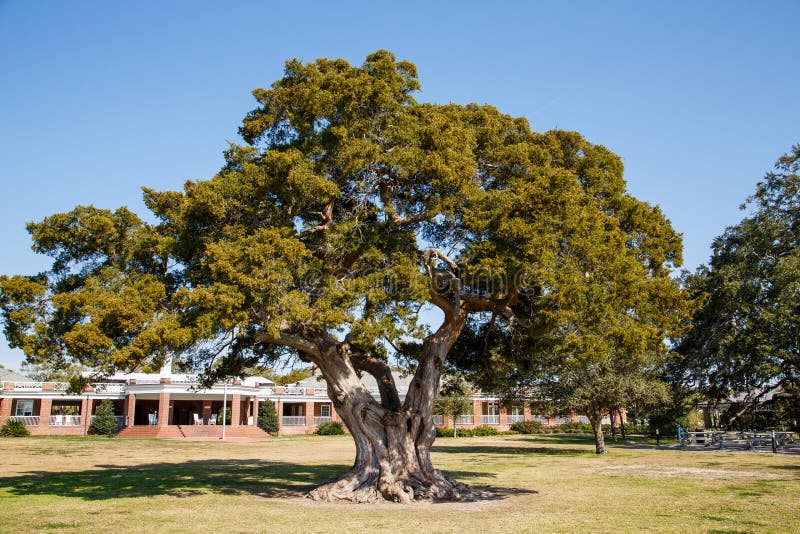 Ancient Live Oak Tree in Park