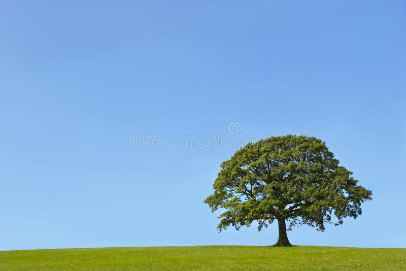 Quercia, un albero in un campo in Estate, con l'erba in primo piano, sullo sfondo di un cielo blu e chiaro.