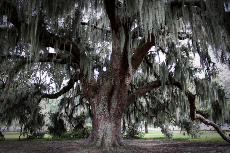 An Ancient Oak Surrounded by Branches Covered in Spanish Moss Stock