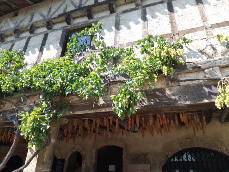 ancient old town in France Perouges with an old grapevine growing on the verandah