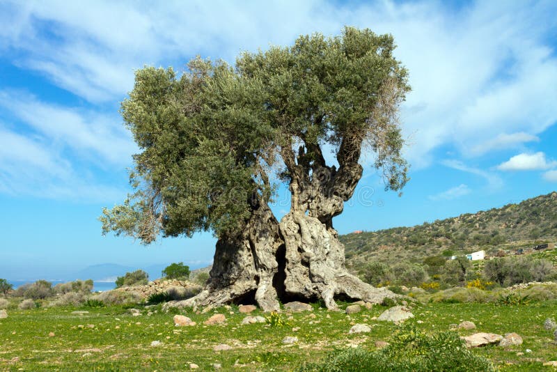 Ancient olive tree