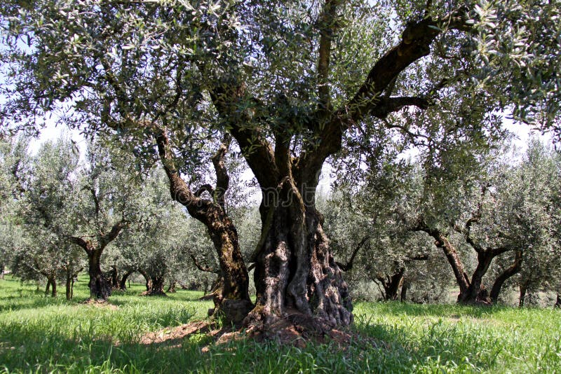 Ancient olive trees stock image. Image of rural, italy 14815929