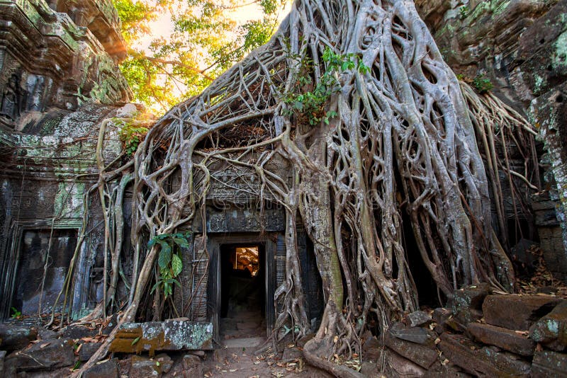 The ancient ruins and tree roots,of a historic Khmer temple in royalty free stock photo