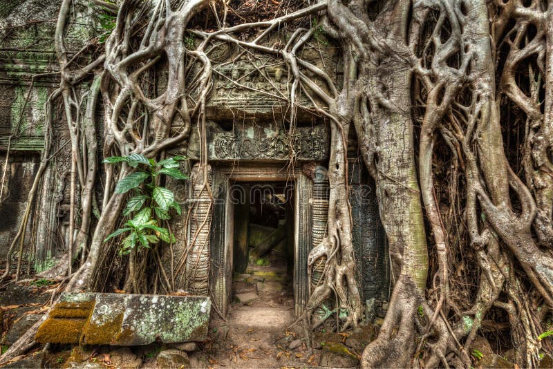 Ancient stone door and tree roots, Ta Prohm temple, Angkor, Camb stock image