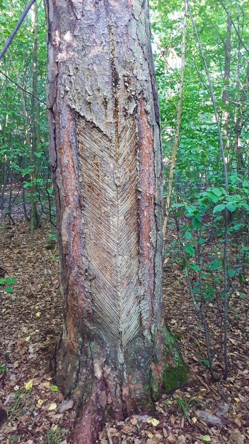 Technology how to get pine wood resin for glue and turpentine industry. Such damaged and dying trees can be found in Polish fores royalty free stock photography