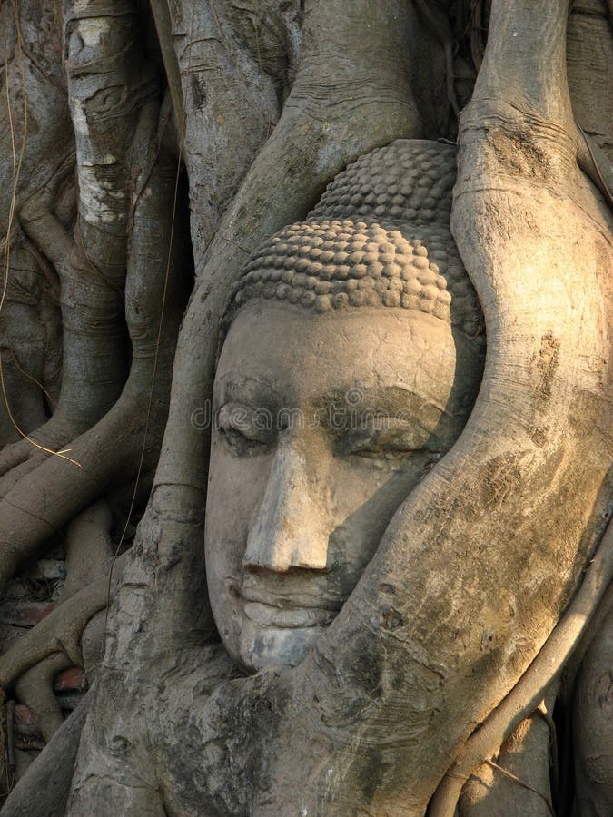 Ancient Thai Buddha Head