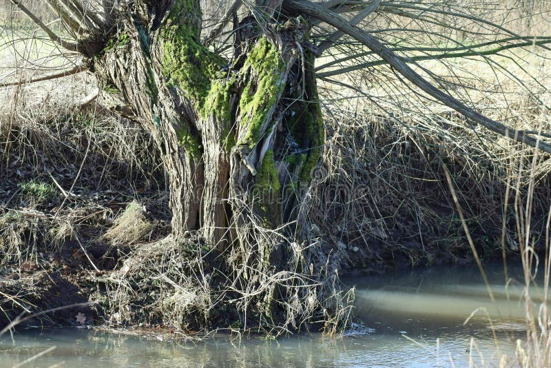 Pollard willow in the bright Winter light stock images