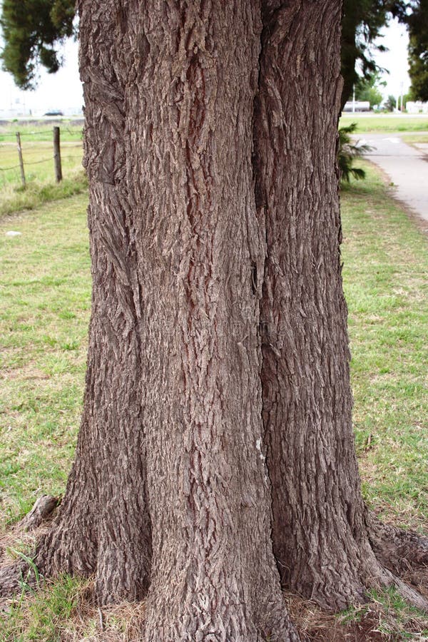 Ancient Tree with Three Trunks Stock Image Image of pine, three