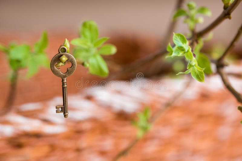 Ancient vintage key on a tree branch, green young leaves. spring and summer vision. Plant, heart.