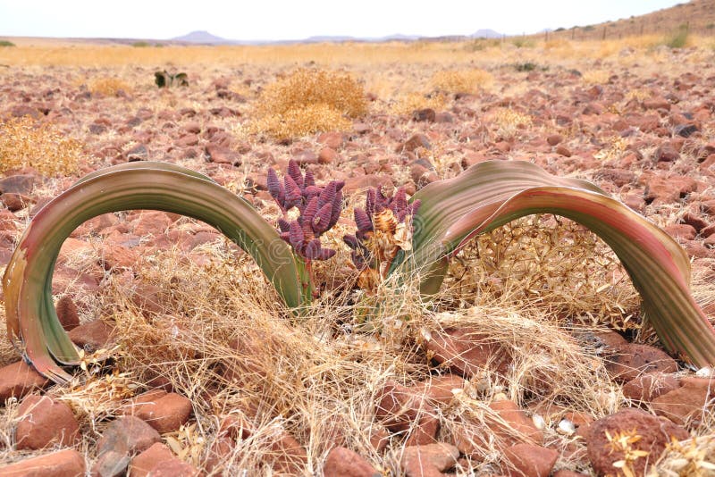 Welwitschia plant