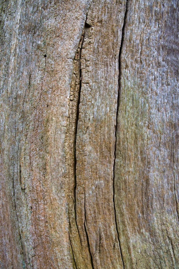 Ancient Wood Bark Background Close Up, Cracked, Rough and Textured