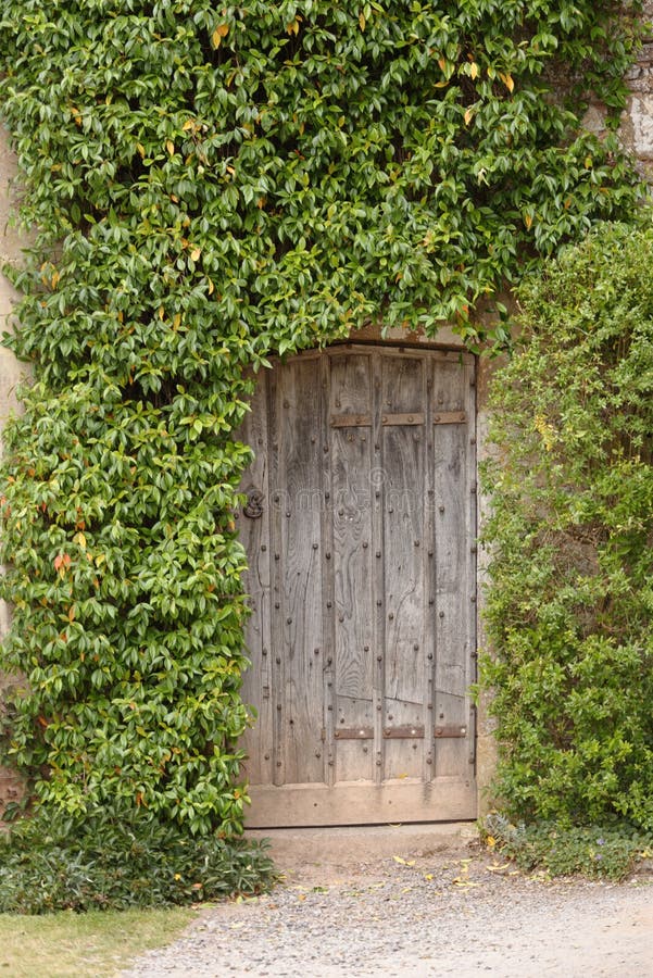 An ancient wooden door surrounded by a green creeper in Dunster castle, somerset, UK, Europe. An ancient wooden door surrounded by a green creeper in Dunster castle, somerset, UK, Europe.