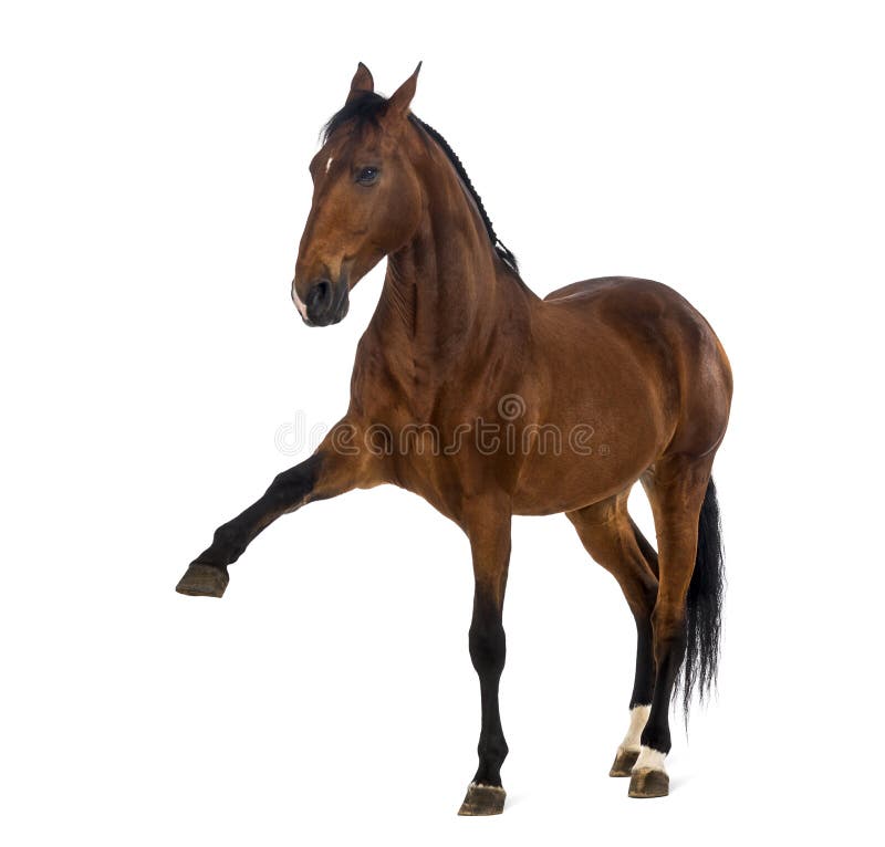 Andalusian Horse with a Leg Up Stock Photo Image of brown, spanish