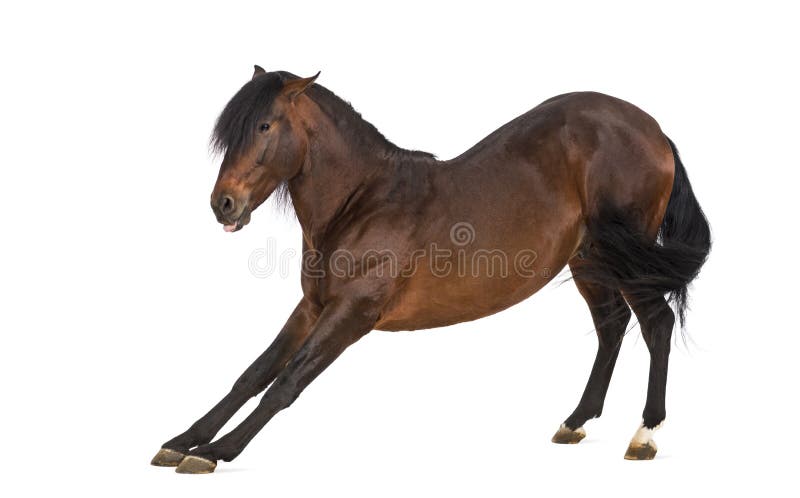 Andalusian horse stretching