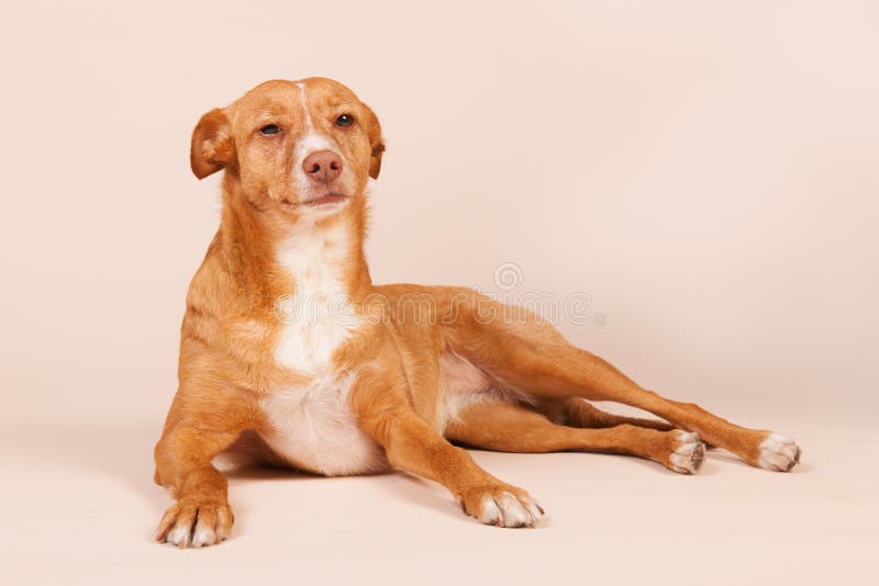 Andalusian hound stock photography Andalusian hound stock photography