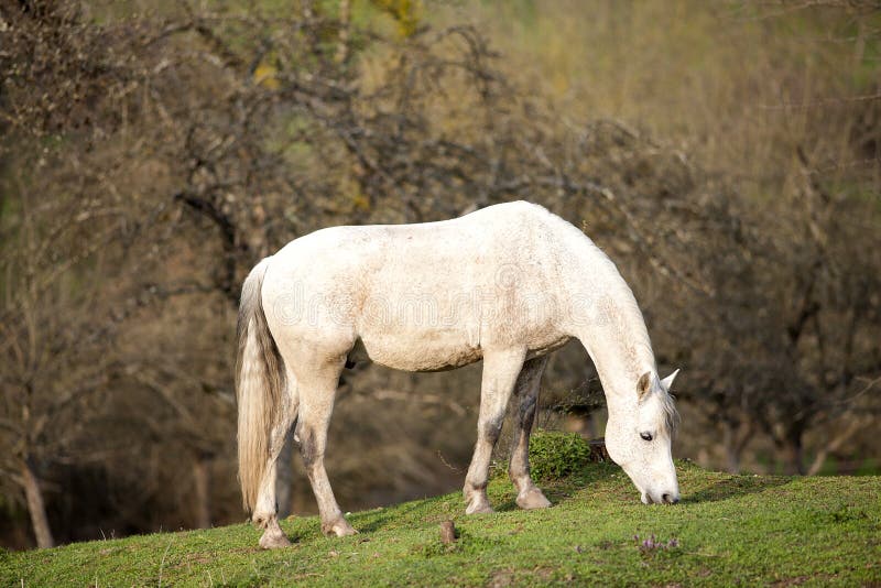 Andalusian häst som väntar utanför ståenden royaltyfri fotografi Andalusian häst som väntar utanför ståenden royaltyfri fotografi