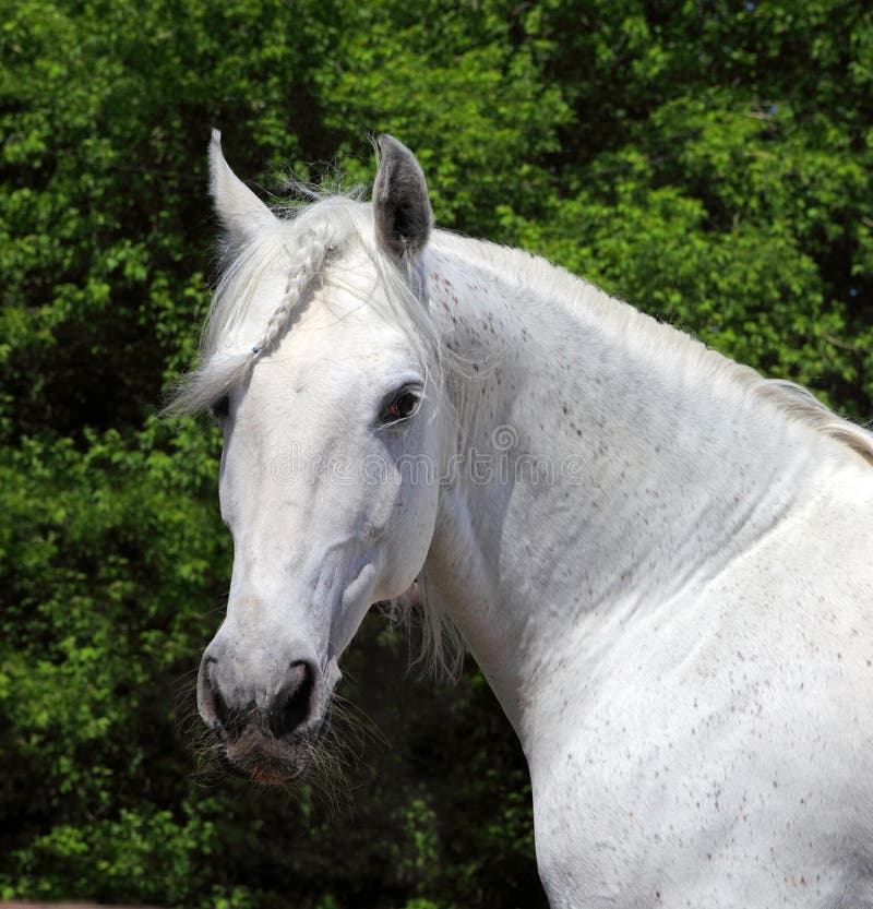 Andalusian white stallion in sunny day royalty free stock photos Andalusian white stallion in sunny day royalty free stock photos