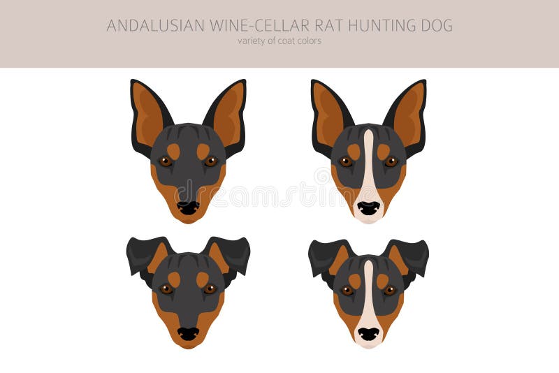 Andalusian Wine-cellar rat hunting dog clipart. Different poses, coat colors set stock illustration