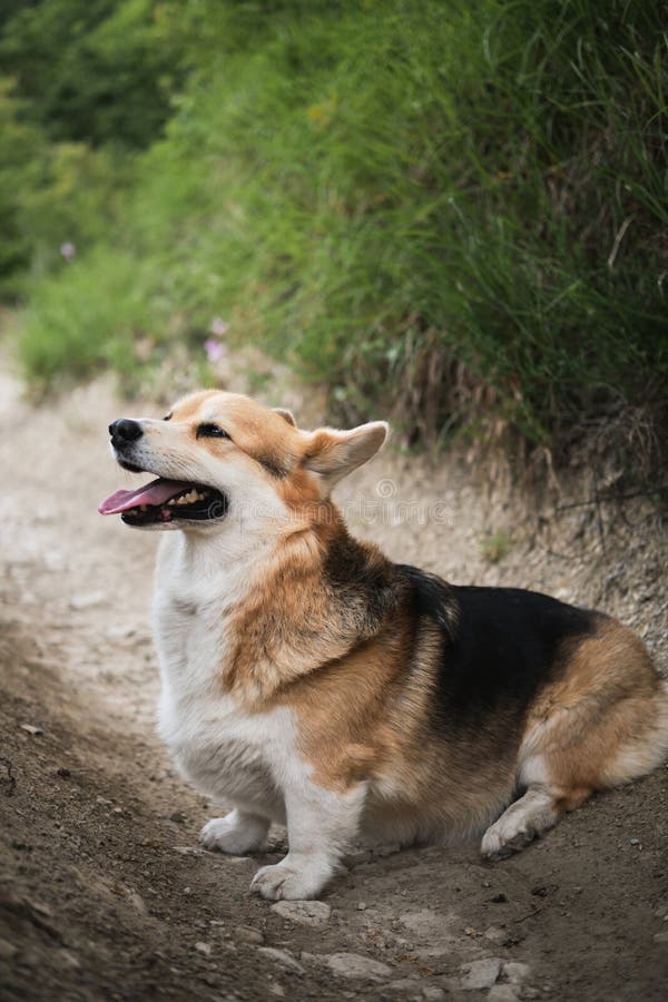 Charmoso Cão Pastor Inglês. Caminhando Com Cão Ao Ar Fresco Na Floresta.  Pembroke Tricolor Welsh Corgi Senta-se Em Florestas Foto de Stock - Imagem  de rainha, pastor: 210091436