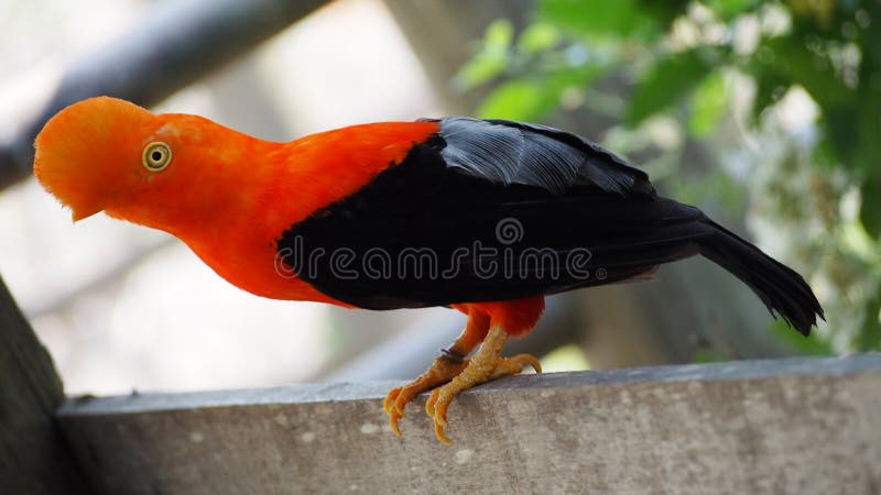 Andean Cock-of-the-rock bird in South America stock photography Andean Cock-of-the-rock bird in South America stock photography
