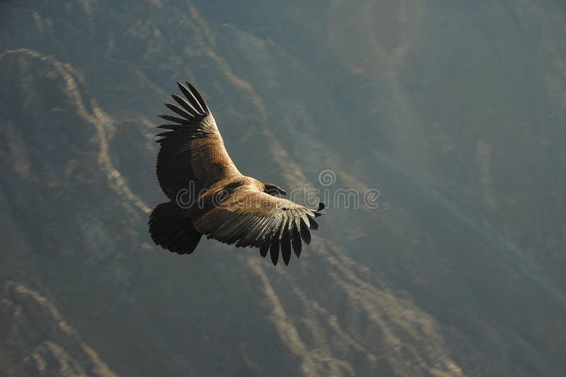 Andean Condor stock image. Image of canyon, flight, land - 8736497