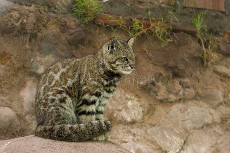 Andean Mountain Cat sits still. Andean Mountain Cat sits still