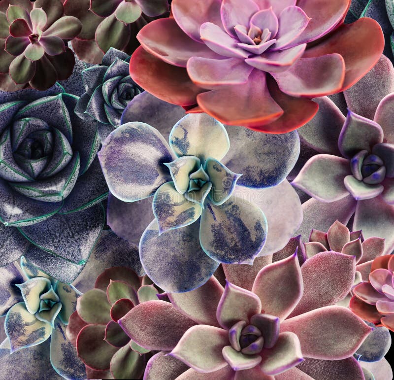 Different beautiful succulents as background, top view. Different beautiful succulents as background, top view