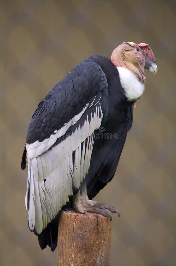 Andes condor 1 stock foto. Image of ecologie, veer, soorten - 20447020