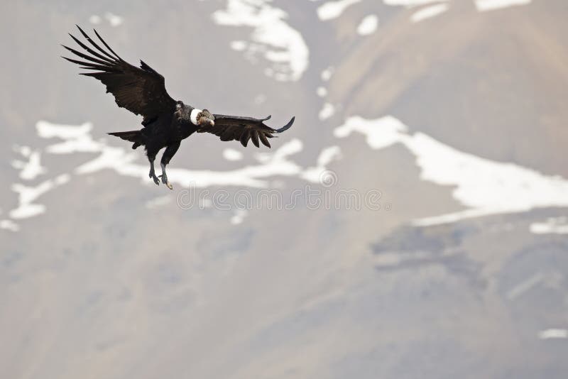 Andescondor tijdens de vlucht met bergen op achtergrond royalty-vrije stock fotografie Andescondor tijdens de vlucht met bergen op achtergrond royalty-vrije stock fotografie