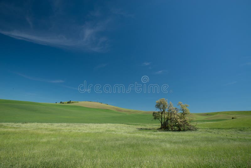 Andf da grama verde o campo de trigo foto de stock royalty free Andf da grama verde o campo de trigo foto de stock royalty free