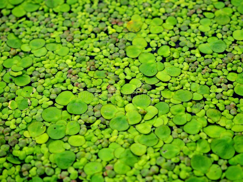 Andmatbakgrund royaltyfria bilder Andmatbakgrund royaltyfria bilder