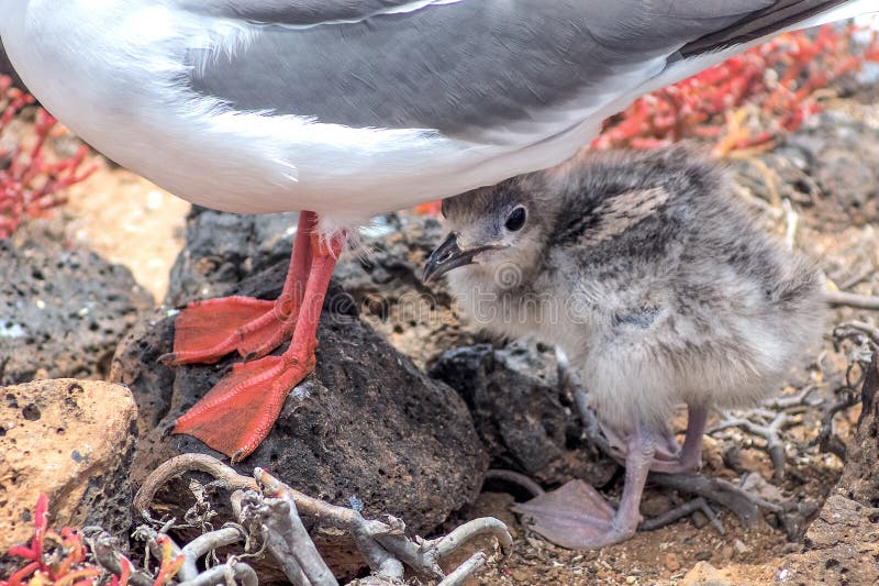 Andorinha-atar-gaivota com seu pintainho em Isla Plaza Sur, Galápagos, fotos de stock Andorinha-atar-gaivota com seu pintainho em Isla Plaza Sur, Galápagos, fotos de stock