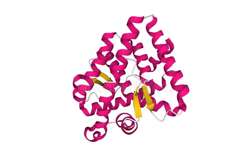 Structure of the human androgen receptor