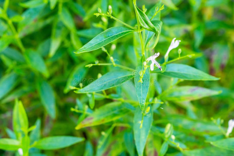 Andrographis Paniculata Fresh Thai Herbal Medicine Herbs Stock Image ...