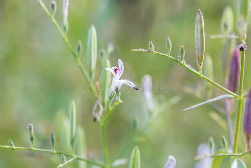 Andrographis Paniculata Kariyat, il creare immagini stock Andrographis Paniculata Kariyat, il creare immagini stock