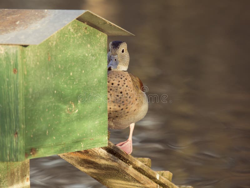 Ringed Teal (Callonetta leucophrys) about to enter his home. Ringed Teal (Callonetta leucophrys) about to enter his home